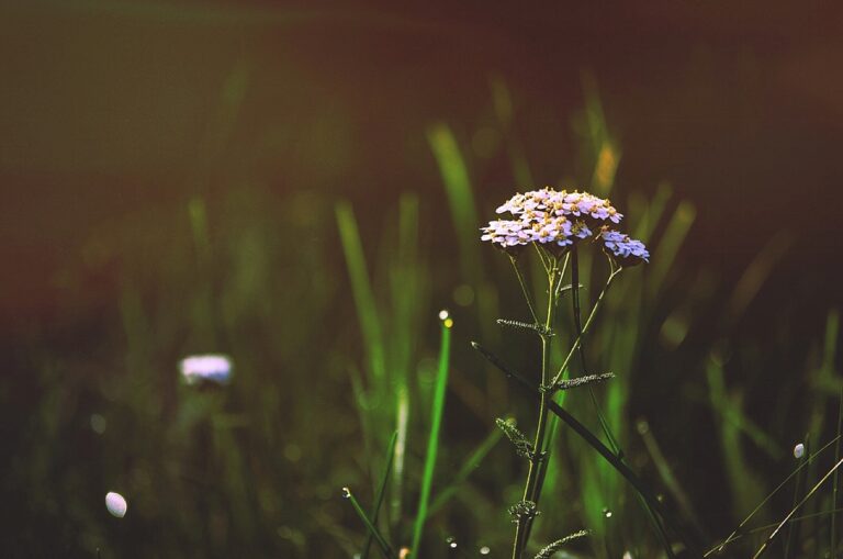 Close up of a purple wildflower.